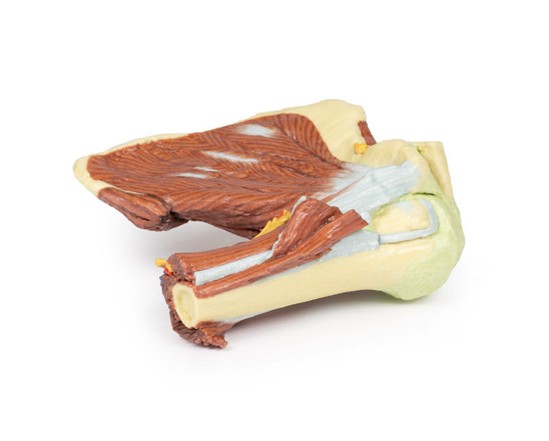 Shoulder - deep dissection of the left shoulder joint, musculature, and associated nerves and vessels - 3D Printed Cadaver