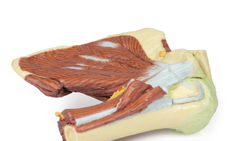 Shoulder - deep dissection of the left shoulder joint, musculature, and associated nerves and vessels - 3D Printed Cadaver
