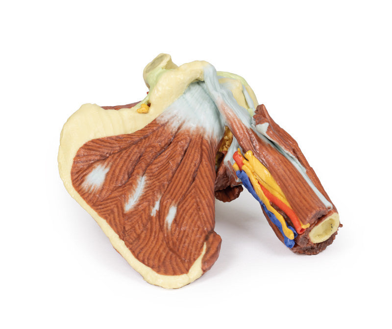 Shoulder - deep dissection of the left shoulder joint, musculature, and associated nerves and vessels - 3D Printed Cadaver