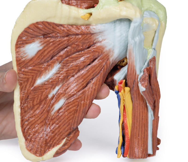 Shoulder - deep dissection of the left shoulder joint, musculature, and associated nerves and vessels - 3D Printed Cadaver