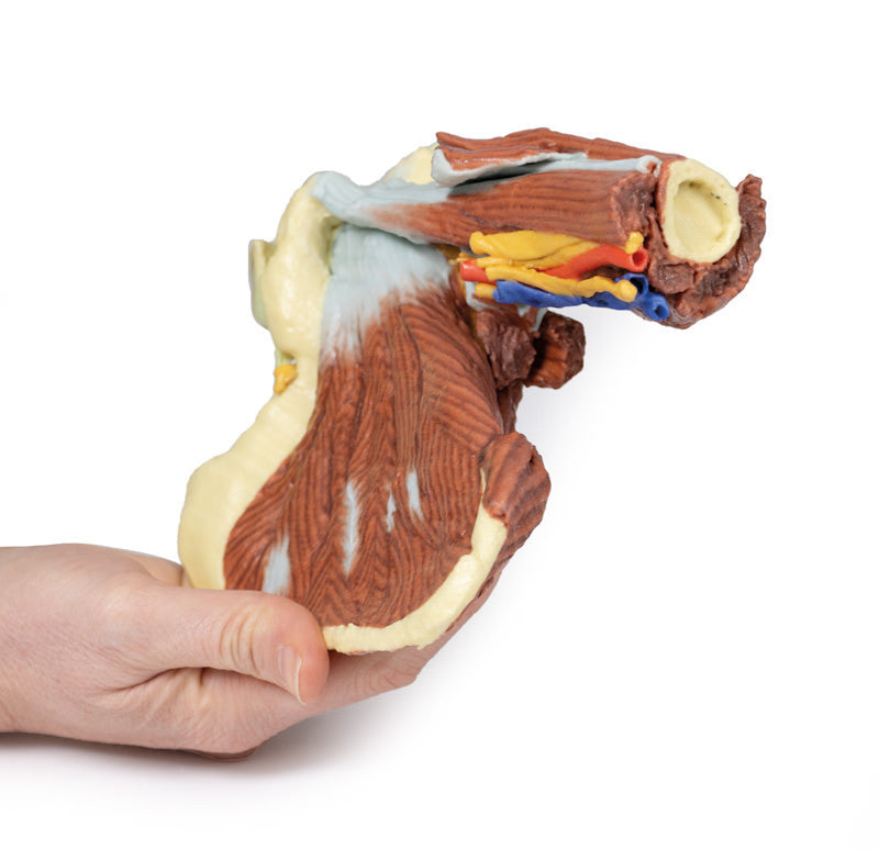 Shoulder - deep dissection of the left shoulder joint, musculature, and associated nerves and vessels - 3D Printed Cadaver