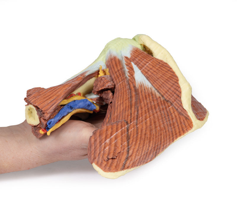 Shoulder - deep dissection of the left shoulder joint, musculature, and associated nerves and vessels - 3D Printed Cadaver