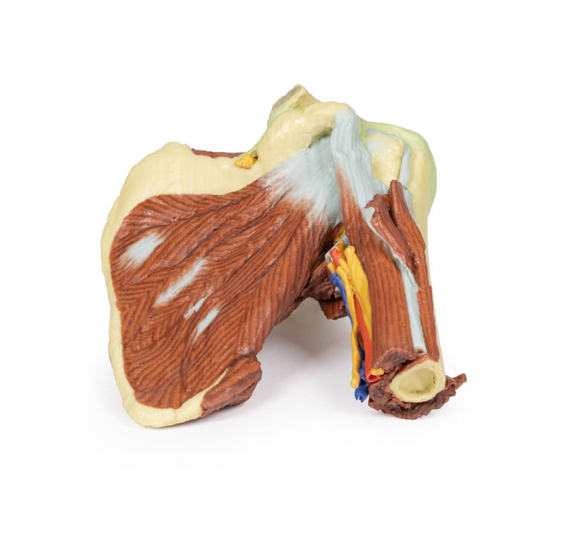 Shoulder - deep dissection of the left shoulder joint, musculature, and associated nerves and vessels - 3D Printed Cadaver