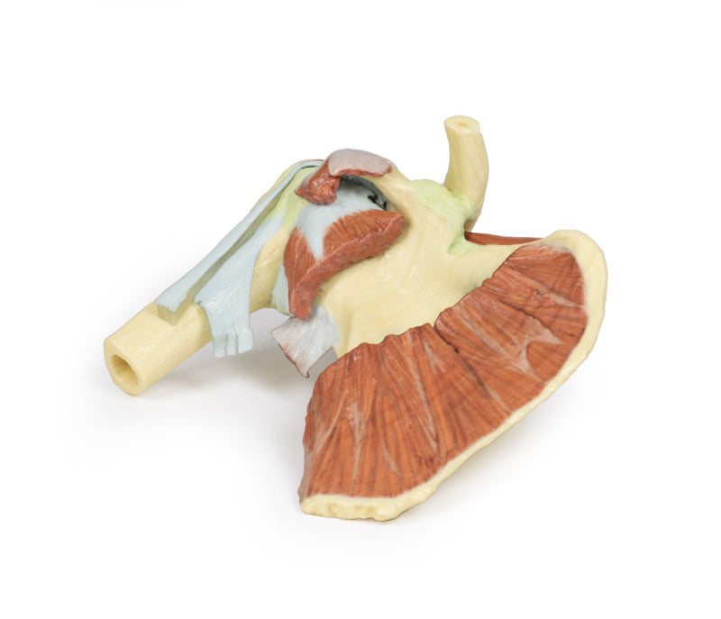 Shoulder - deep dissection of a right shoulder girdle, preserving a complete scapula, lateral clavicle, and proximal humerus - 3D Printed Cadaver