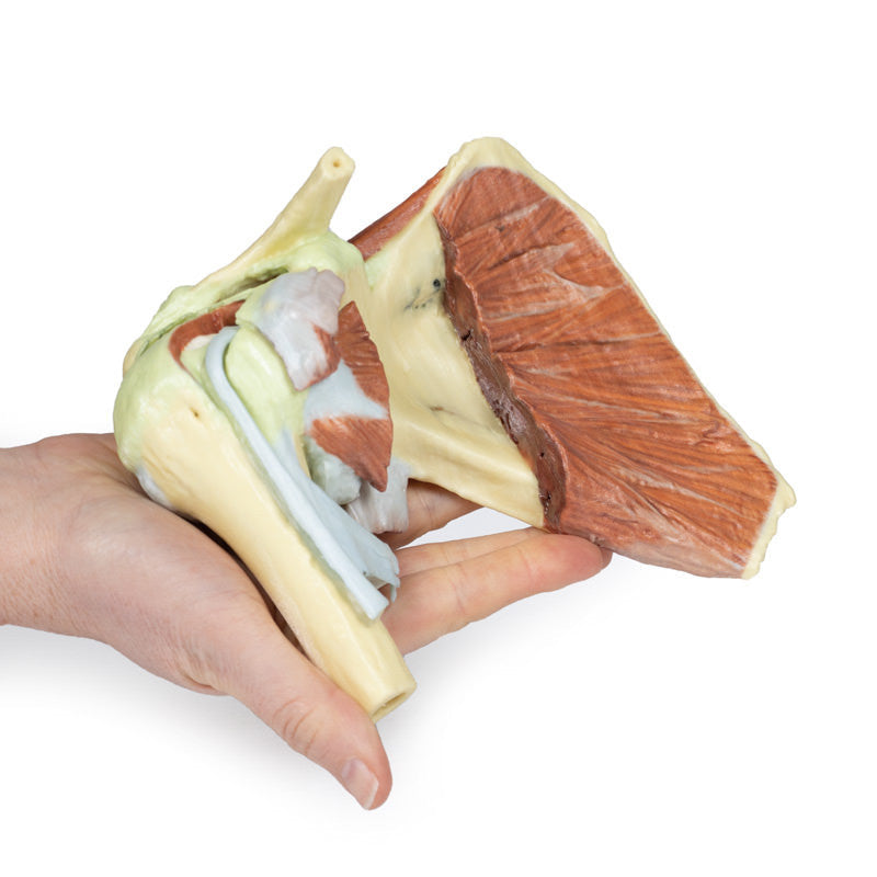 Shoulder - deep dissection of a right shoulder girdle, preserving a complete scapula, lateral clavicle, and proximal humerus - 3D Printed Cadaver