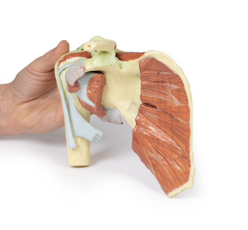Shoulder - deep dissection of a right shoulder girdle, preserving a complete scapula, lateral clavicle, and proximal humerus - 3D Printed Cadaver