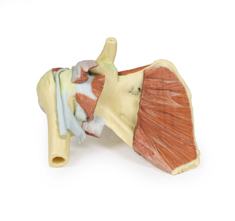 Shoulder - deep dissection of a right shoulder girdle, preserving a complete scapula, lateral clavicle, and proximal humerus - 3D Printed Cadaver