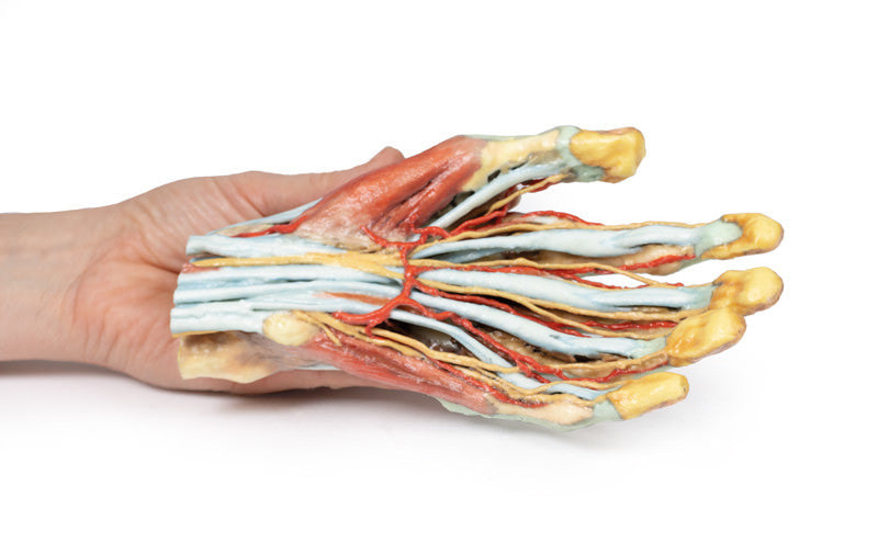 Hand Anatomy - 3D Printed Cadaver