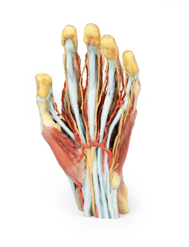 Hand Anatomy - 3D Printed Cadaver