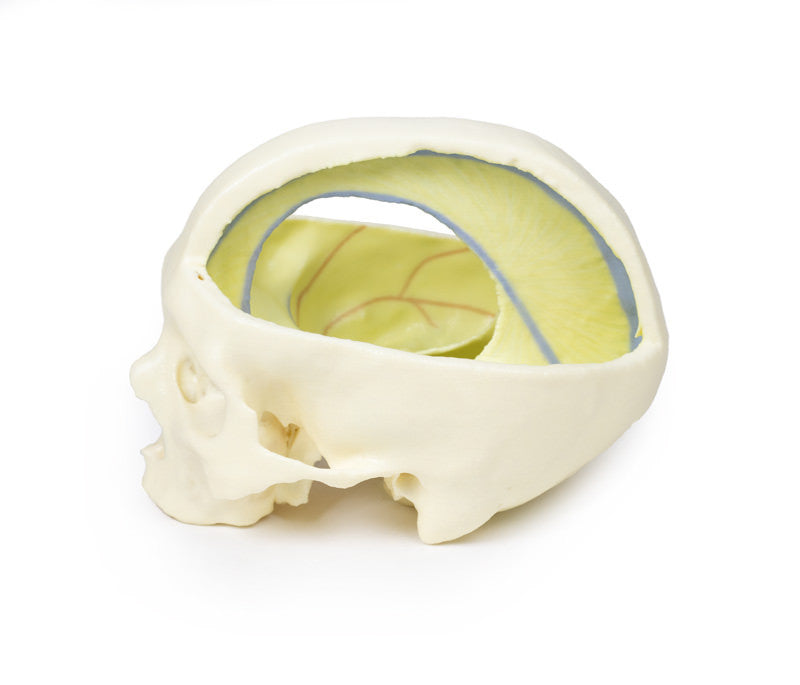 Dural Skull - 3D Printed Cadaver