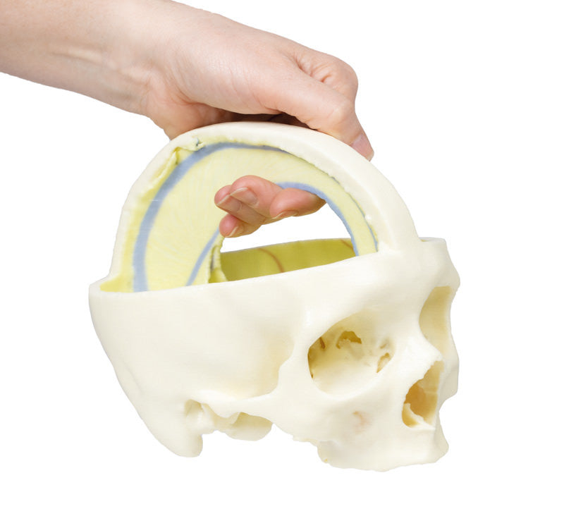 Dural Skull - 3D Printed Cadaver