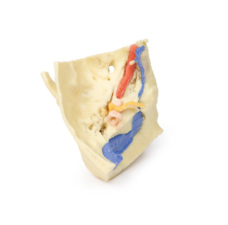 Temporal Bone Model, Set of 3 - 3D Printed Cadaver