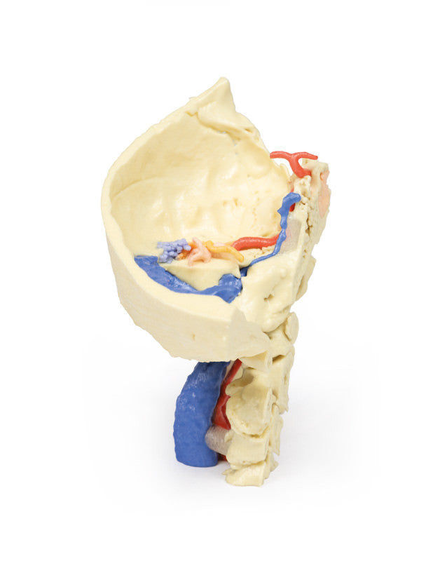 Temporal Bone Model, Set of 3 - 3D Printed Cadaver