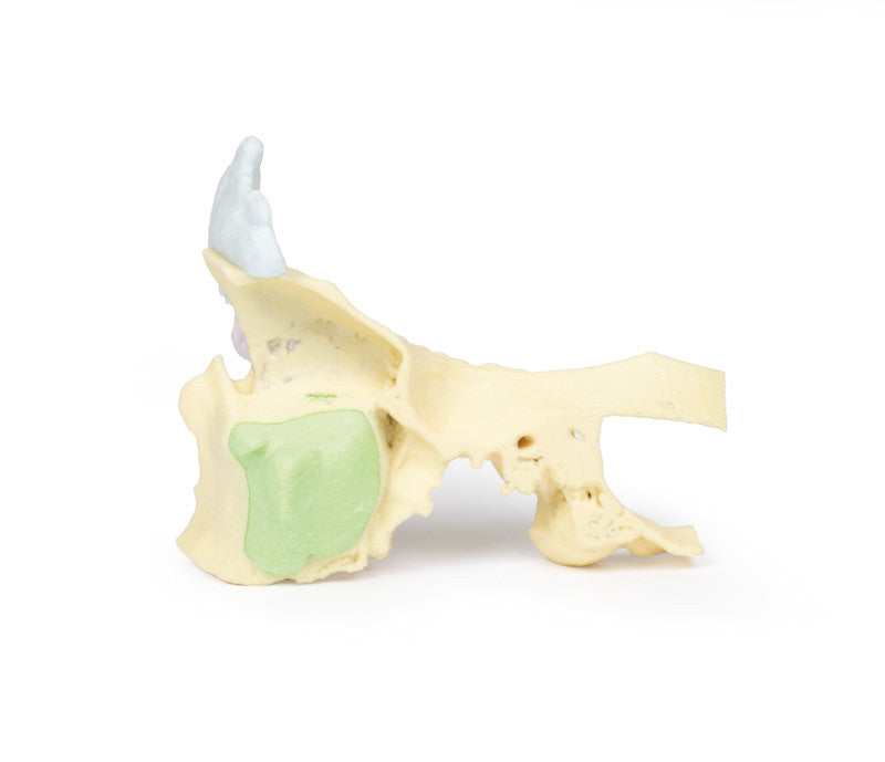Paranasal Sinus model - 3D Printed Cadaver