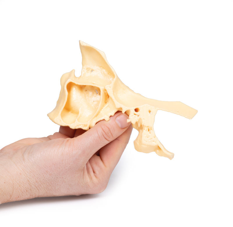 Paranasal Sinus model - 3D Printed Cadaver