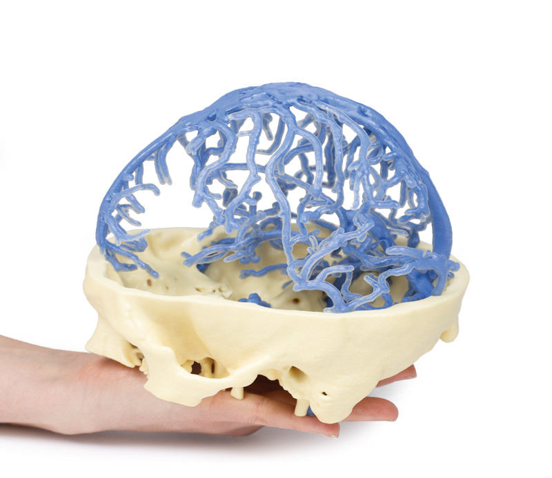 Venous Circulation | 3D Printed Cadaver