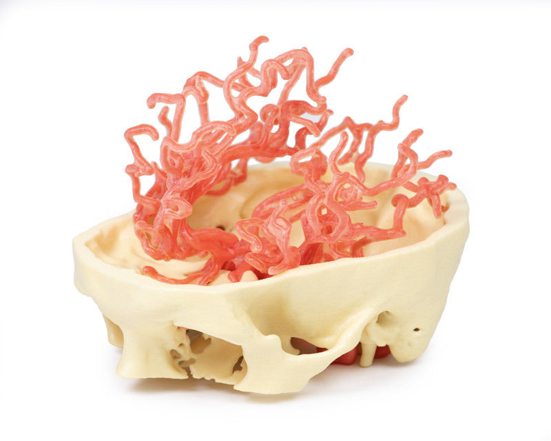 Arterial Circulation | 3D Printed Cadaver