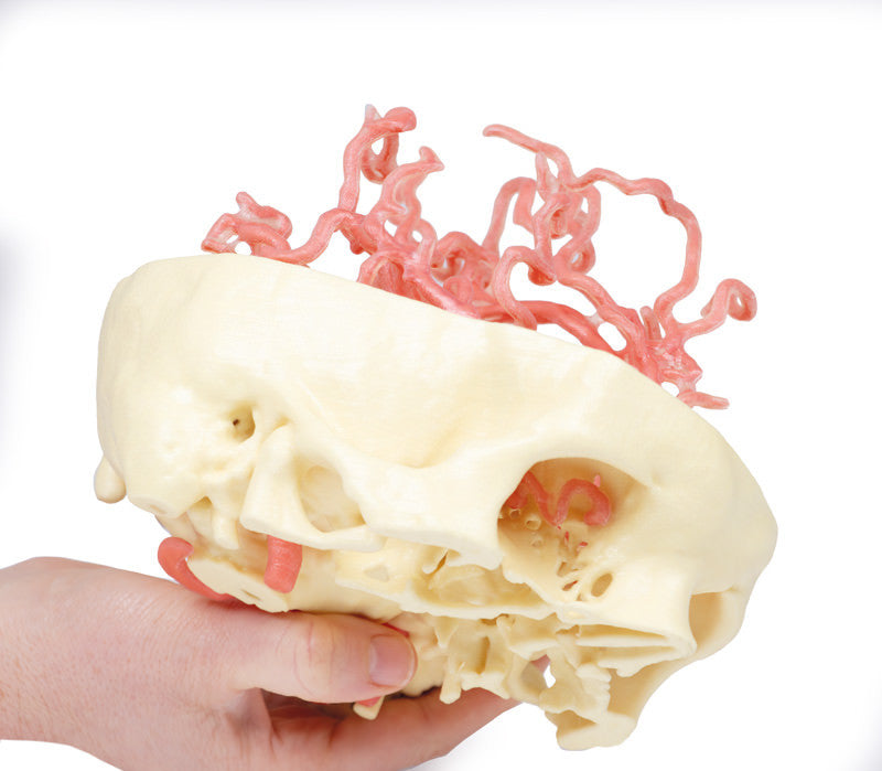 Arterial Circulation | 3D Printed Cadaver