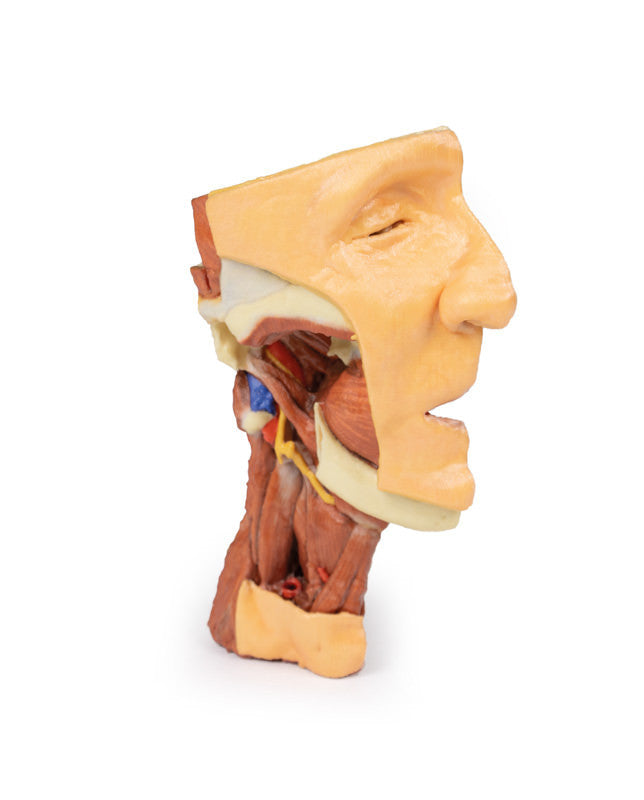 Deep face/Infratemporal fossa - 3D Printed Cadaver