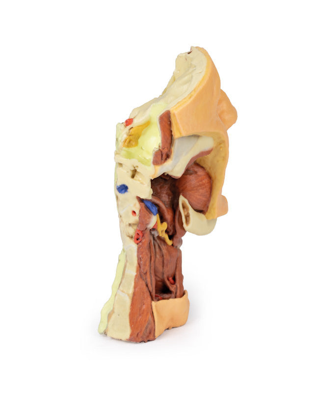 Deep face/Infratemporal fossa - 3D Printed Cadaver