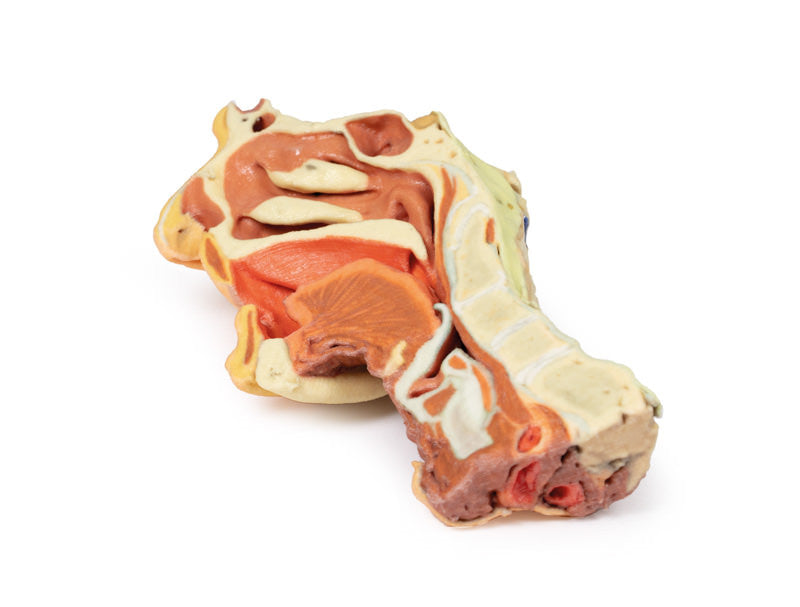 Deep face/Infratemporal fossa - 3D Printed Cadaver