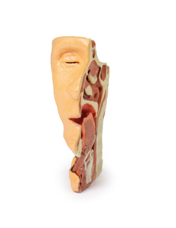 Deep face/Infratemporal fossa - 3D Printed Cadaver