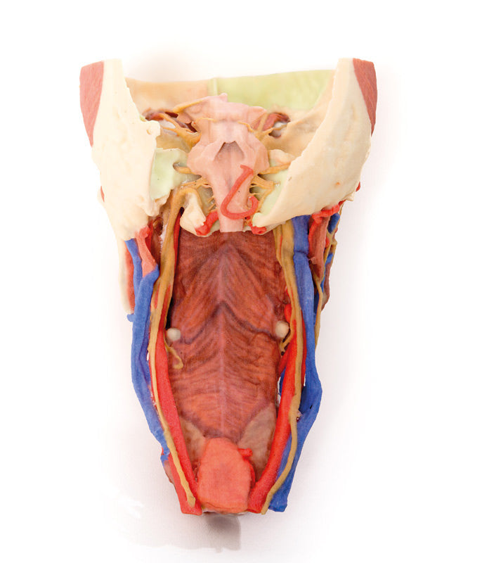Head and visceral column of the neck - 3D Printed Cadaver
