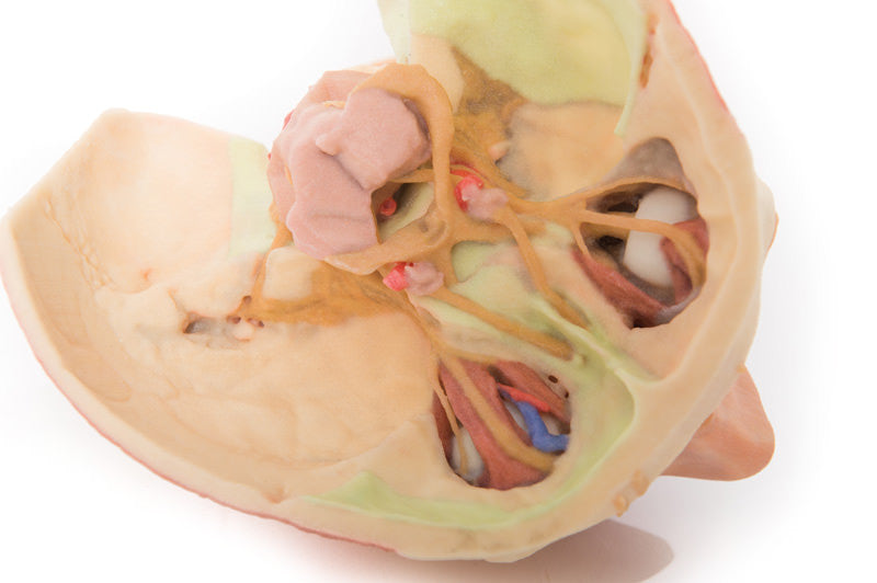 Head and visceral column of the neck - 3D Printed Cadaver