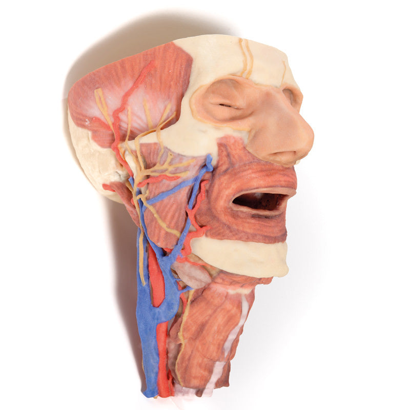 Head and visceral column of the neck - 3D Printed Cadaver