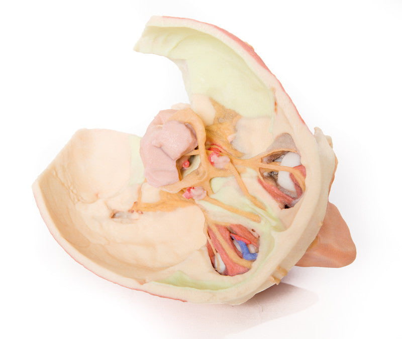 Head and visceral column of the neck - 3D Printed Cadaver
