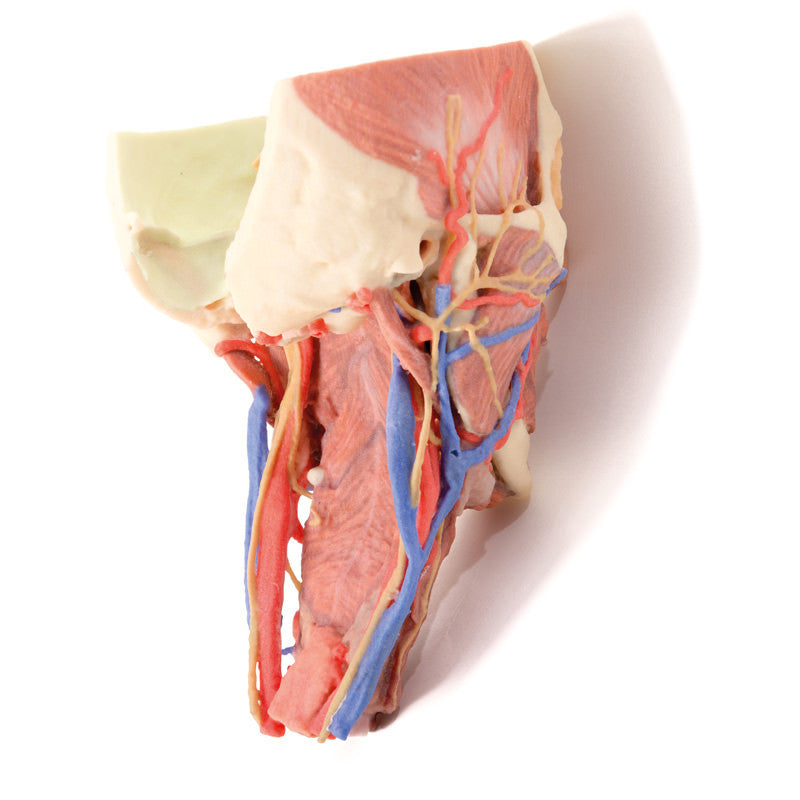 Head and visceral column of the neck - 3D Printed Cadaver