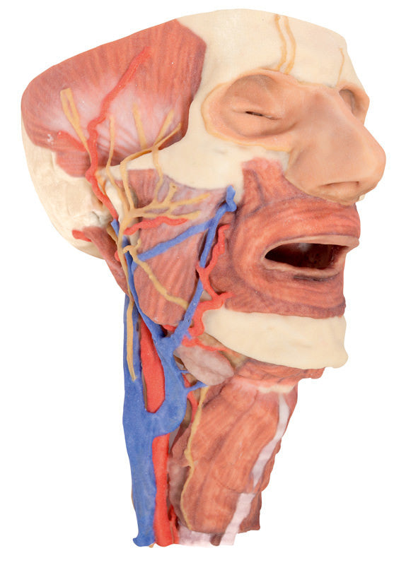 Head and visceral column of the neck - 3D Printed Cadaver