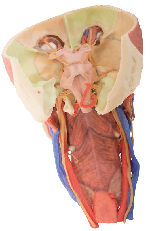 Head and visceral column of the neck - 3D Printed Cadaver