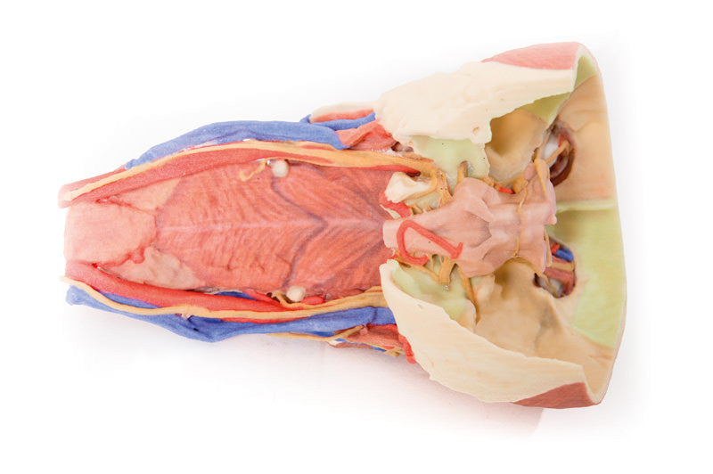 Head and visceral column of the neck - 3D Printed Cadaver