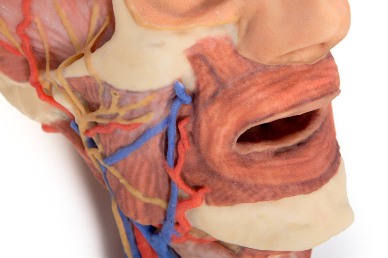 Head and visceral column of the neck - 3D Printed Cadaver