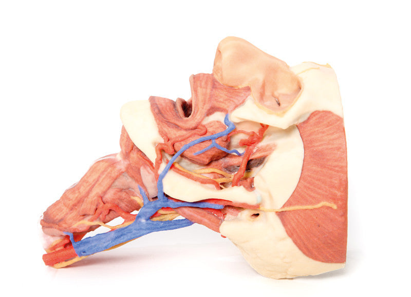 Head and visceral column of the neck - 3D Printed Cadaver