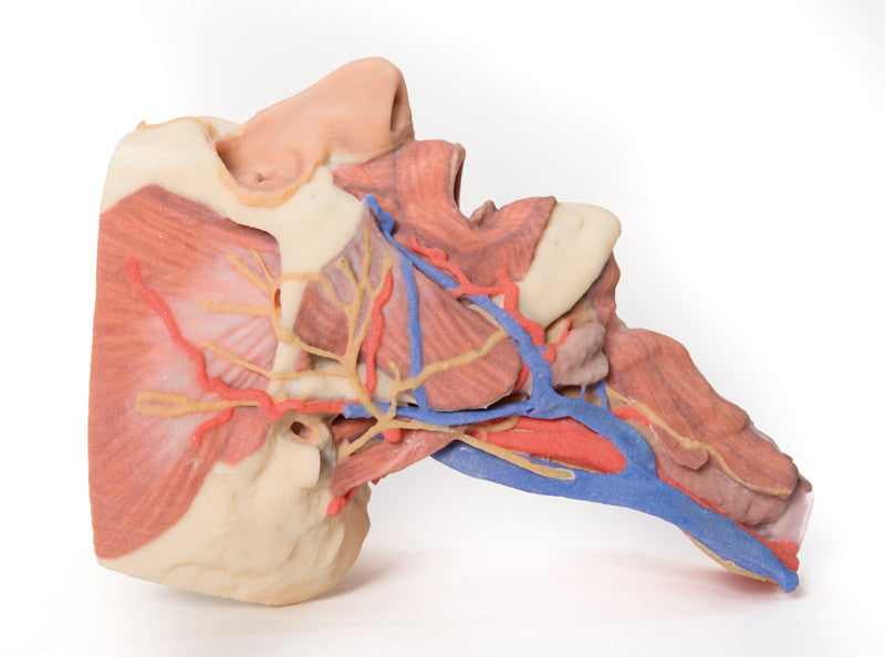 Head and visceral column of the neck - 3D Printed Cadaver