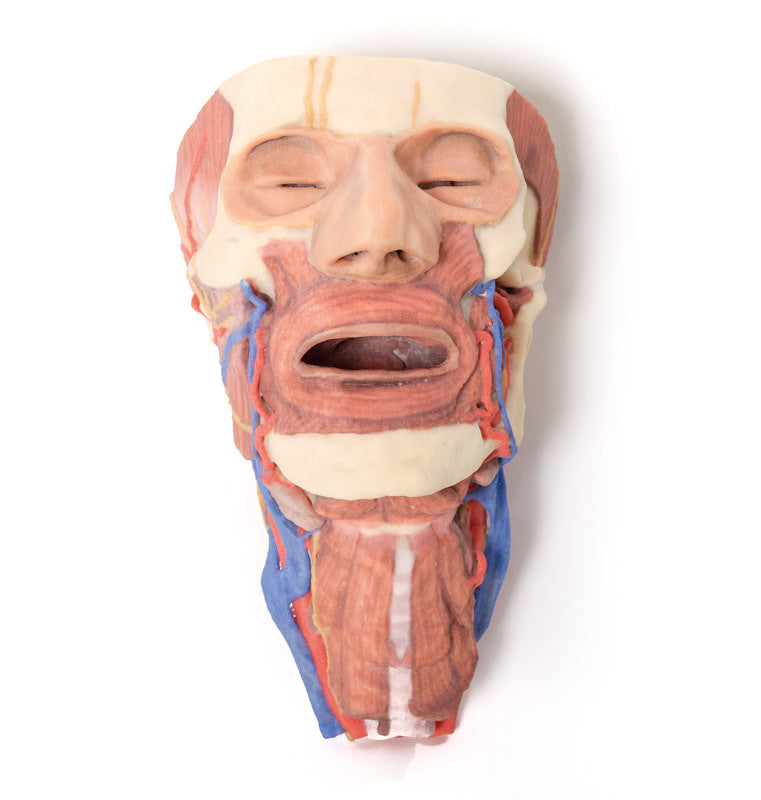 Head and visceral column of the neck - 3D Printed Cadaver