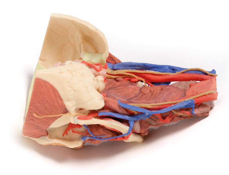 Head and visceral column of the neck - 3D Printed Cadaver