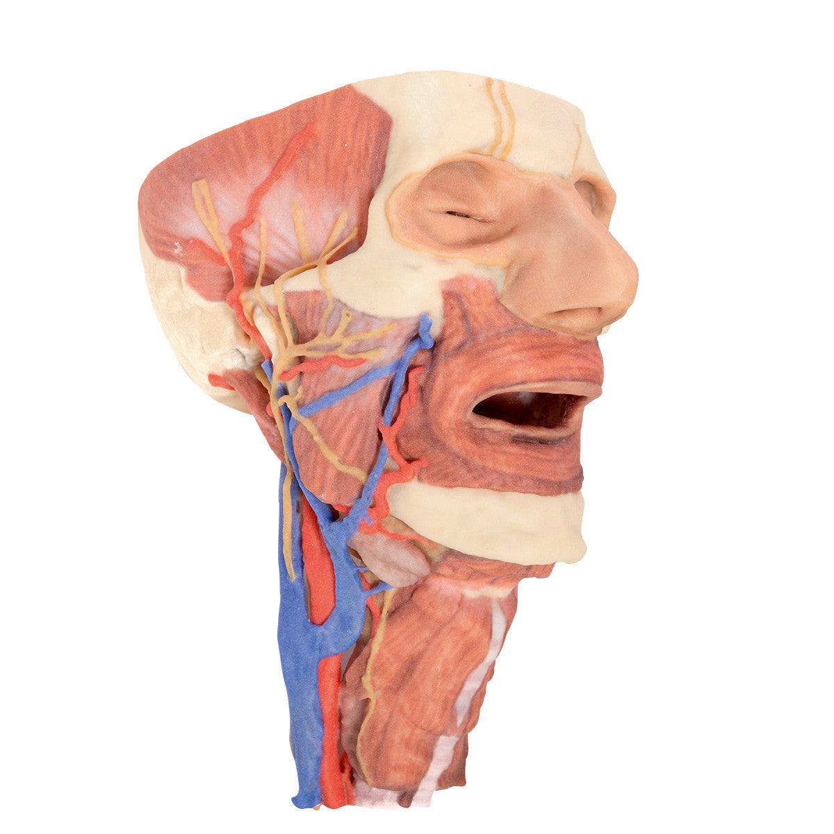 Head and visceral column of the neck - 3D Printed Cadaver