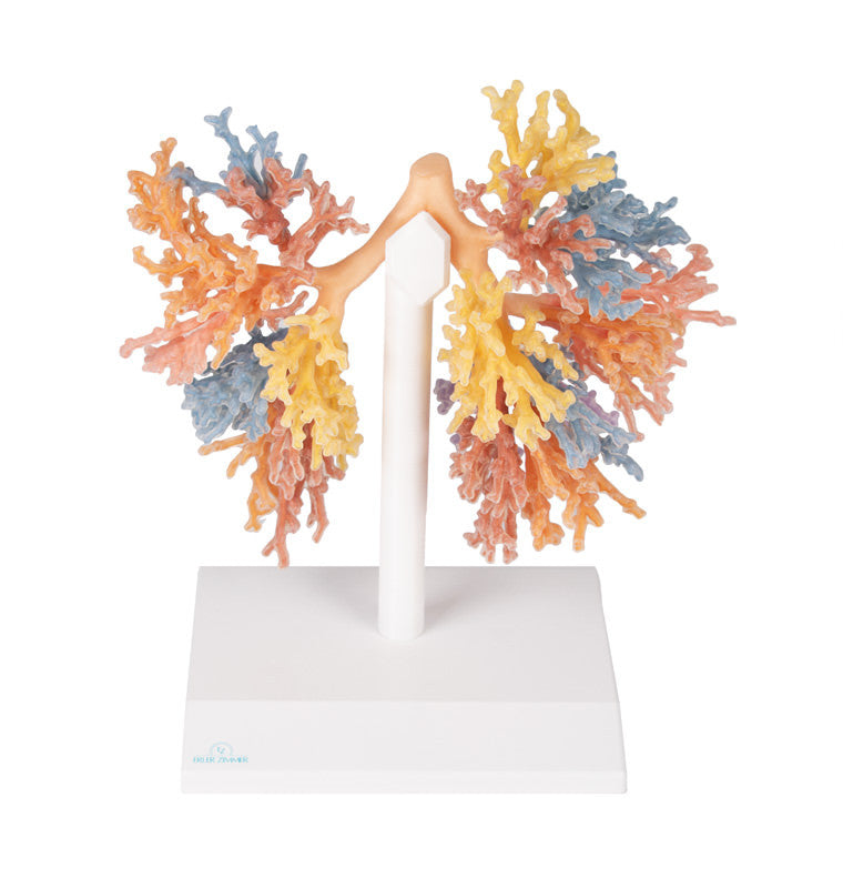 Bronchial Tree