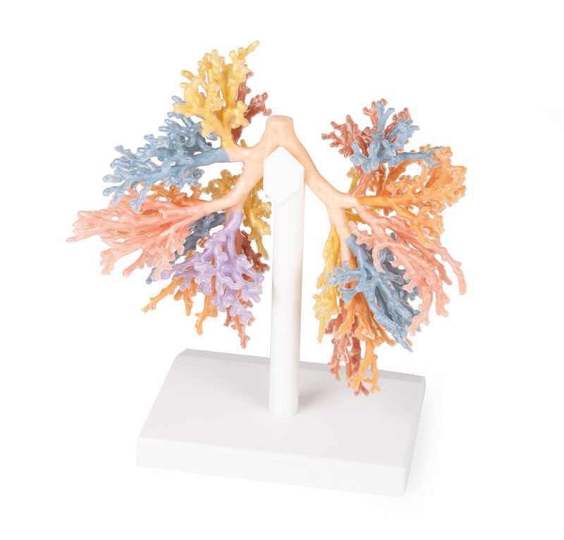 Bronchial Tree