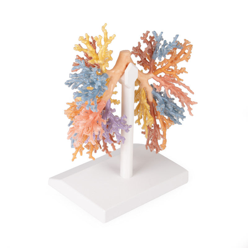 Bronchial Tree
