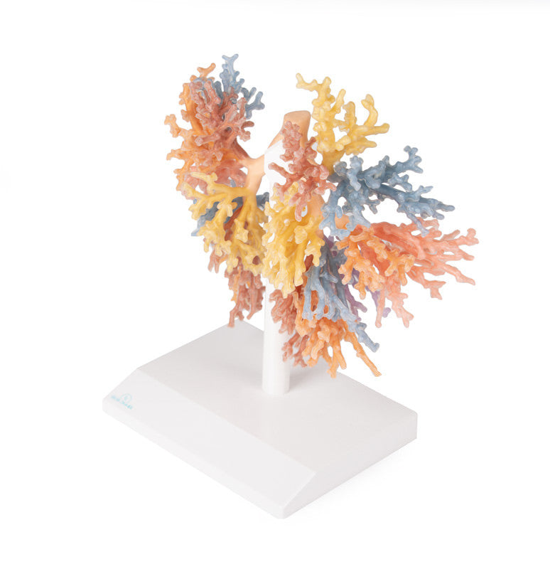 Bronchial Tree