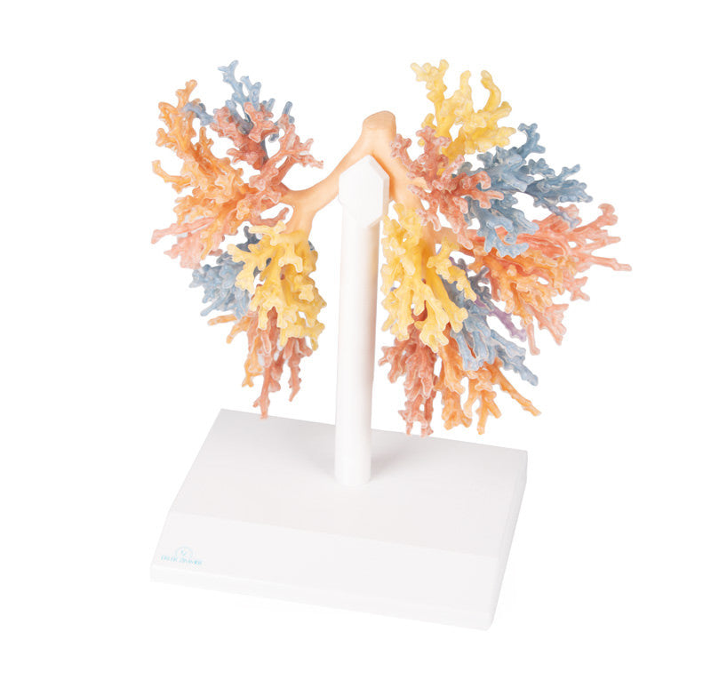 Bronchial Tree