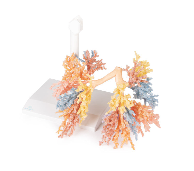 Bronchial Tree