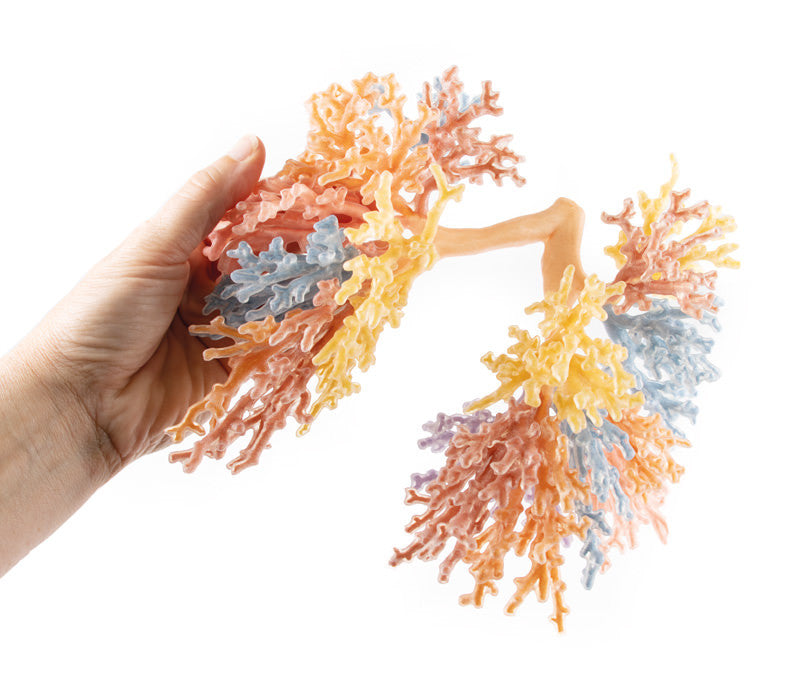 Bronchial Tree