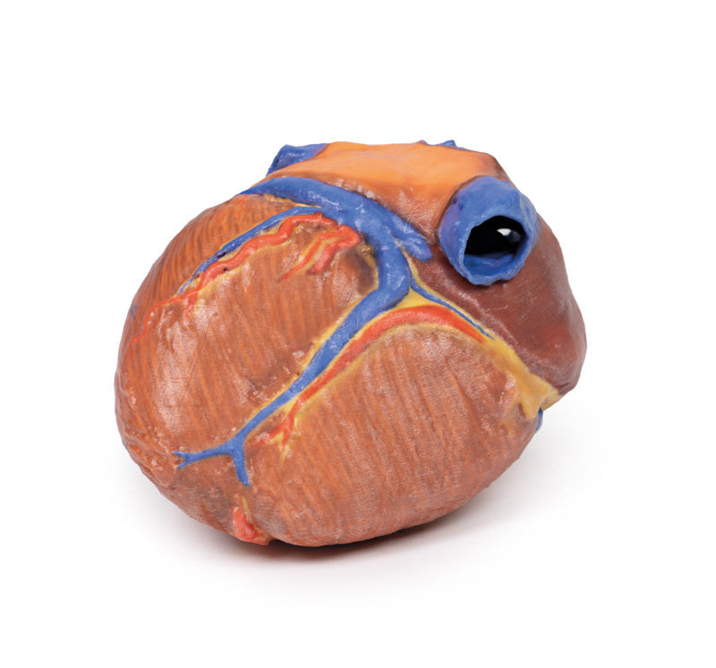 Heart Replica - 3D Printed Cadaver