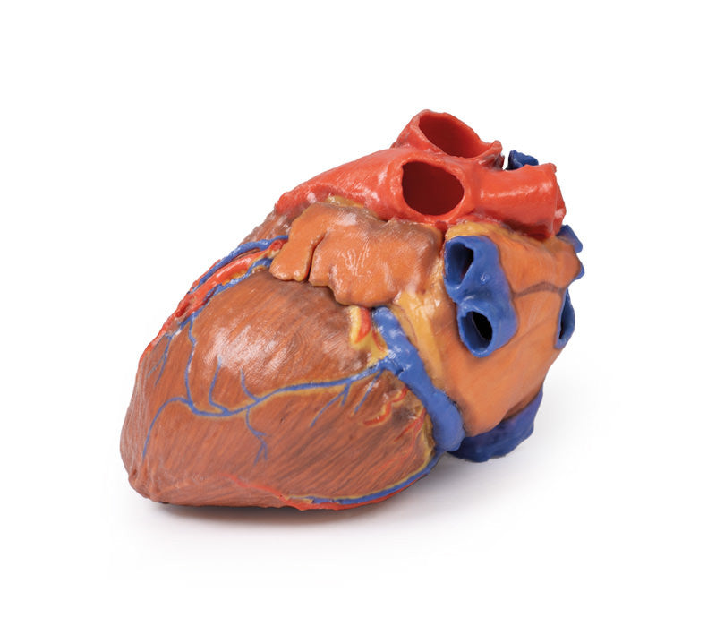 Heart Replica - 3D Printed Cadaver