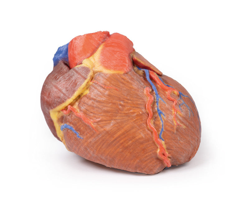 Heart Replica - 3D Printed Cadaver